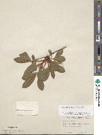 Rhododendron arborescens image