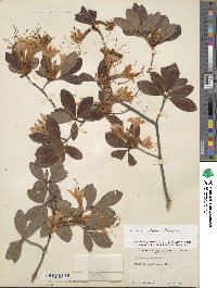 Rhododendron arborescens image