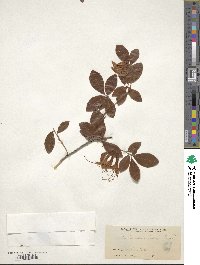 Rhododendron arborescens image