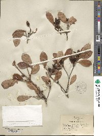 Rhododendron arborescens image