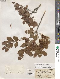 Rhododendron arborescens image