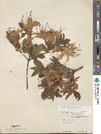 Rhododendron arborescens image