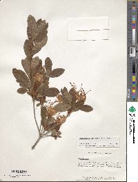 Rhododendron arborescens image