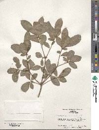 Rhododendron arborescens image