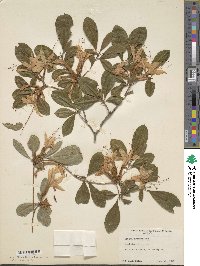 Rhododendron arborescens image