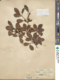 Rhododendron arborescens image