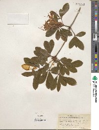 Rhododendron arborescens image