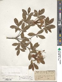 Rhododendron arborescens image