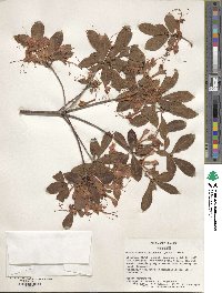 Rhododendron arborescens image