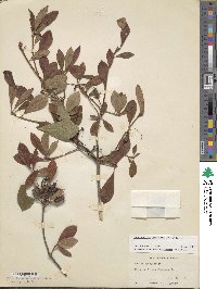 Rhododendron arborescens image