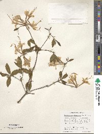 Rhododendron arborescens image