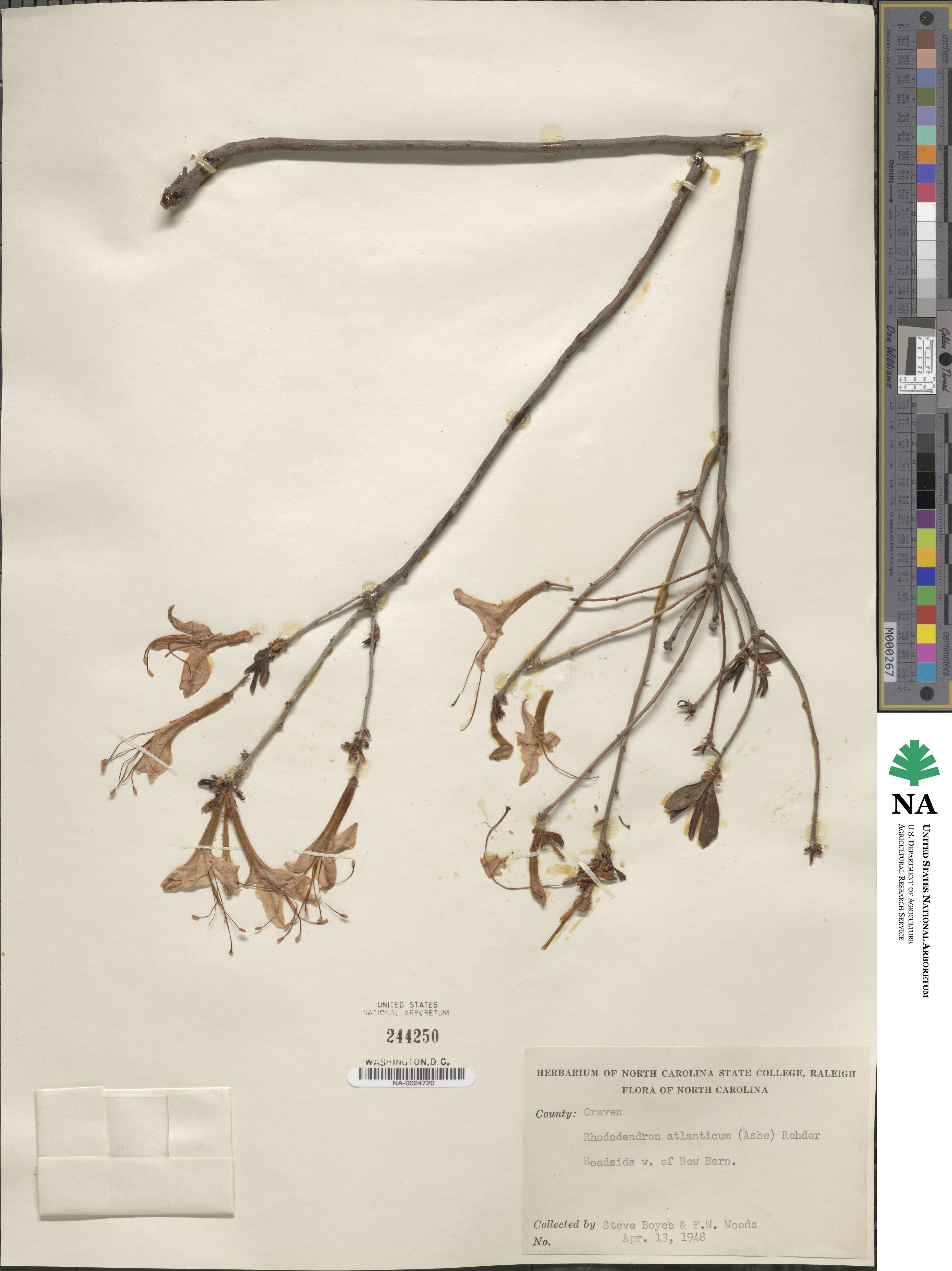 Rhododendron atlanticum image