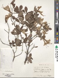 Rhododendron atlanticum image