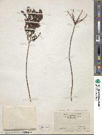 Rhododendron atlanticum image