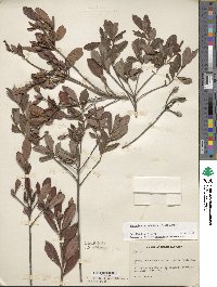 Rhododendron atlanticum image