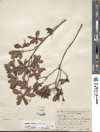 Rhododendron atlanticum image