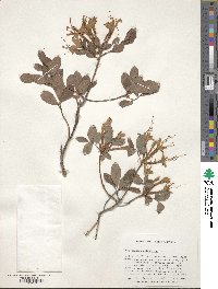 Rhododendron atlanticum image