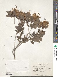 Rhododendron atlanticum image