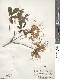 Rhododendron austrinum image