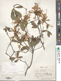 Rhododendron austrinum image