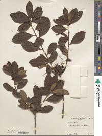 Rhododendron austrinum image