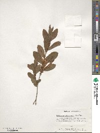 Rhododendron calendulaceum image