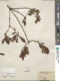 Rhododendron calendulaceum image