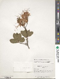 Rhododendron calendulaceum image