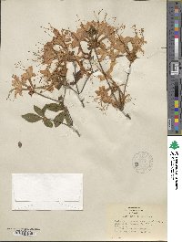 Rhododendron calendulaceum image