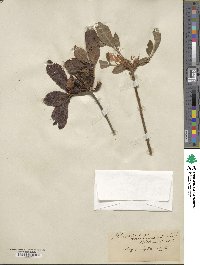 Rhododendron calendulaceum image
