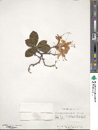 Rhododendron calendulaceum image