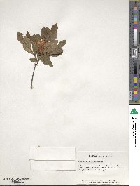 Rhododendron calendulaceum image