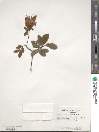 Rhododendron calendulaceum image