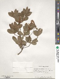 Rhododendron calendulaceum image