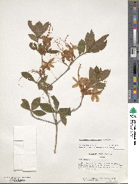 Rhododendron calendulaceum image