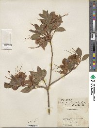 Rhododendron calendulaceum image