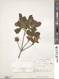 Rhododendron calendulaceum image
