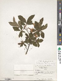 Rhododendron calendulaceum image