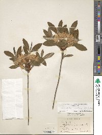 Rhododendron calendulaceum image