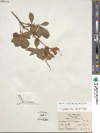 Rhododendron calendulaceum image