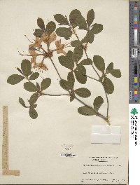 Rhododendron calendulaceum image