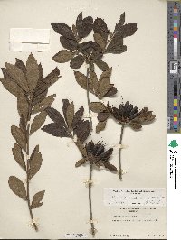 Rhododendron calendulaceum image