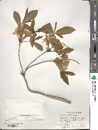 Rhododendron calendulaceum image