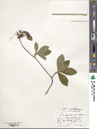 Rhododendron calendulaceum image