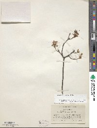 Rhododendron canadense image