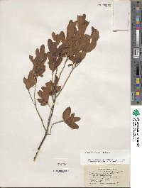 Rhododendron canadense image