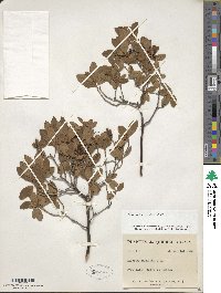 Rhododendron canadense image