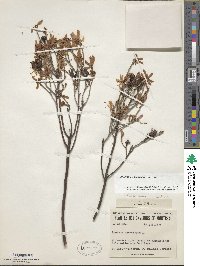 Rhododendron canadense image