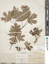 Acer grandidentatum image