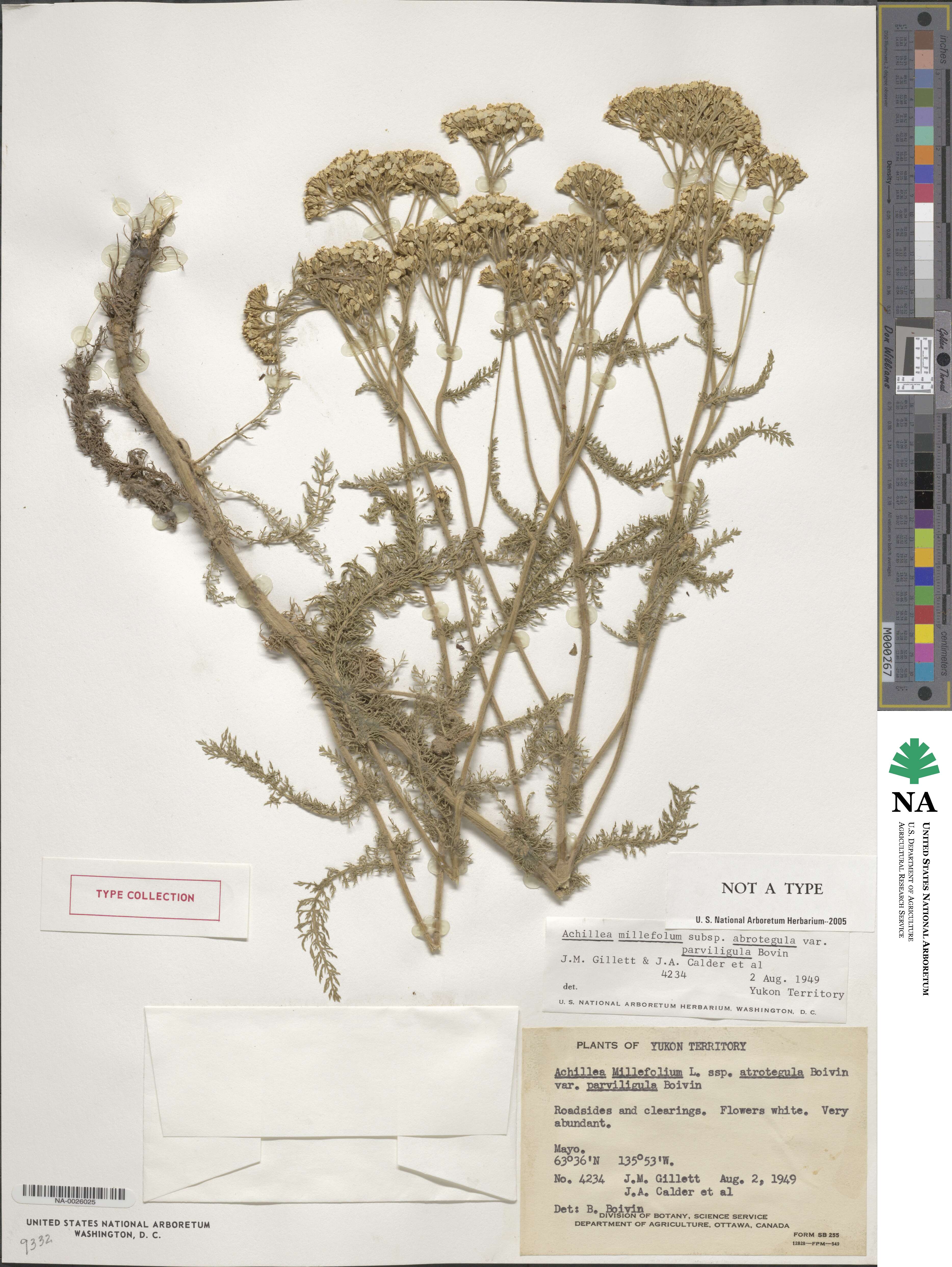 Achillea millefolium var. borealis image